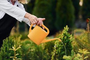 Using yellow colored watering can. Senior woman is in the garden at daytime. Conception of plants and seasons photo