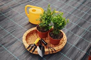 Yellow watering can. Plants in pots and working tools on the ground. Conception of gardening photo
