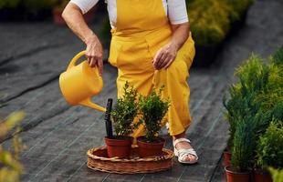 Close up view. Senior woman is in the garden at daytime. Conception of plants and seasons photo