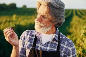 Time to harvest. Senior stylish man with grey hair and beard on the agricultural field photo