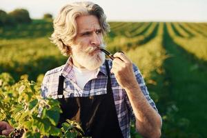 Smoking and looking at berries. Senior stylish man with grey hair and beard on the agricultural field with harvest photo