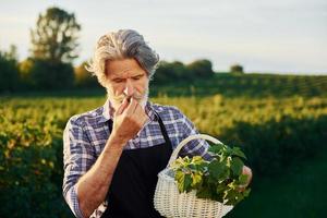 With basket in hands. Senior stylish man with grey hair and beard on the agricultural field with harvest photo