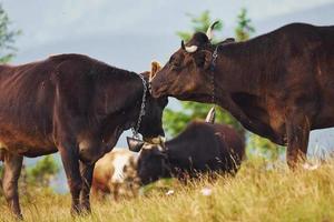 Cows outdoors at Carphatian mountains. Conception of traveling and farming photo