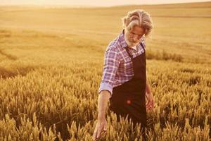 Taking a walk. Senior stylish man with grey hair and beard on the agricultural field with harvest photo