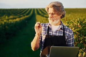 Quality control by using laptop. Senior stylish man with grey hair and beard on the agricultural field with harvest photo