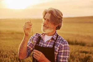 Taking a walk. Senior stylish man with grey hair and beard on the agricultural field with harvest photo