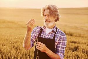 Taking a walk. Senior stylish man with grey hair and beard on the agricultural field with harvest photo