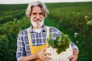 Holding basket. In yellow uniform. Senior stylish man with grey hair and beard on the agricultural field with harvest photo