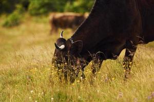 Cows outdoors at Carphatian mountains. Conception of traveling and farming photo