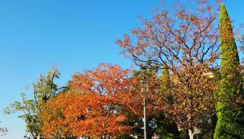 hojas de otoño y cielo azul claro. foto