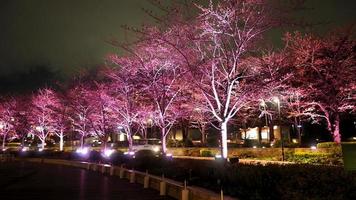Pink sakura or cherry blossom at night in Roppongi Tokyo Midtown and light and flare in to camera and background landscape. photo