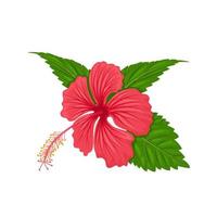 Vector illustration, hibiscus flower with leaves, isolated on white background.