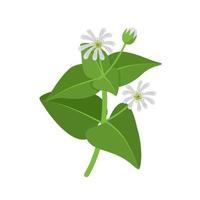 Vector illustration, common chickweed or stellaria media, isolated on white background.