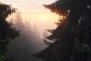 Morning forest in majestic Carphatian mountains. Sun goes through the fog. Beautiful landscape photo