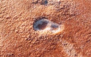 Top close up view of surface on the beach. Details of colorful soil photo