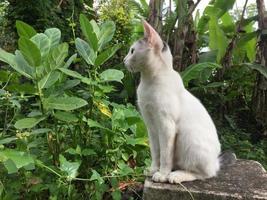 white cat seen from the side photo