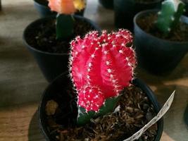 plantas de cactus decorativas con lindas formas y colores foto