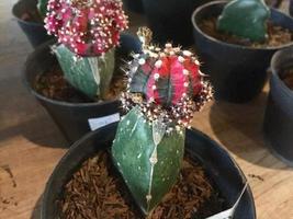 decorative cactus plants with cute shapes and colors photo