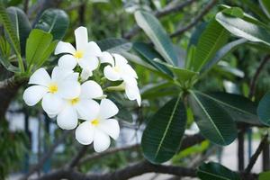 White frangipani flower blooming on the tree naturally. photo