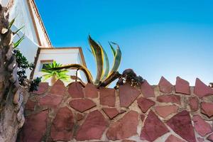 cactus growing behind a brown stone wall under a clear blue sky in an old town photo