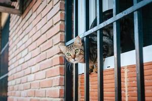 Pretty tabby cat leaning out of the window and from behind the bars photo