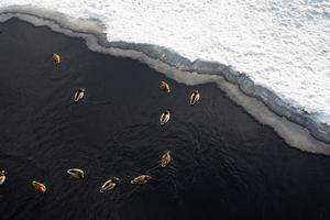 vista superior de los patos de la ciudad en un agua cerca del gran trozo de hielo foto