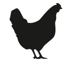 pollo transparente sobre fondo transparente png