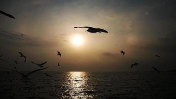 les mouettes volent magnifiquement avec le ciel coucher de soleil en arrière-plan. video