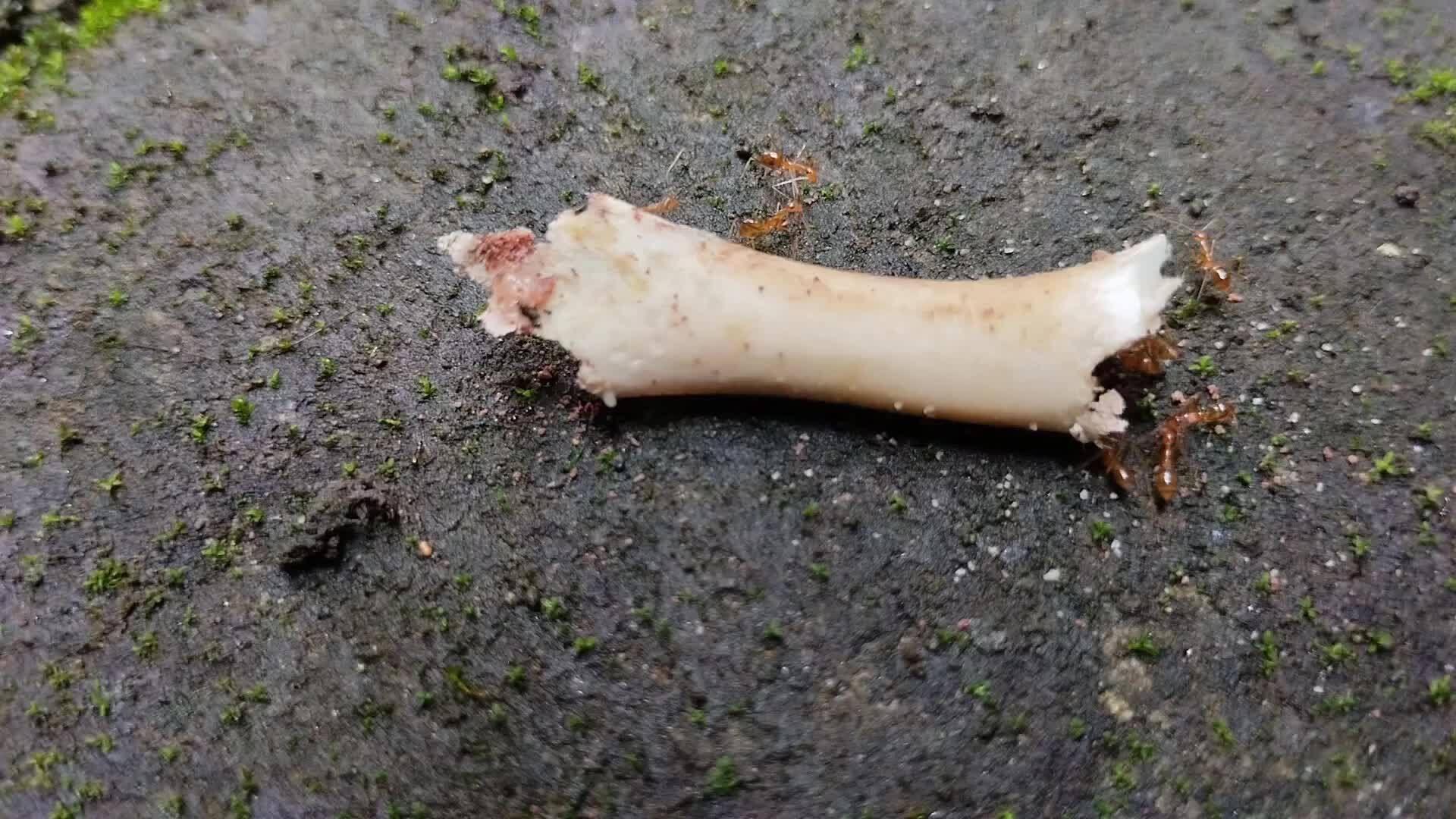 A Lot Of Ants Were Eating Leftover Chicken Bones 15309731 Stock Video a-lot-of-ants-were-eating-leftover-chicken-bones-15309731-stock-video