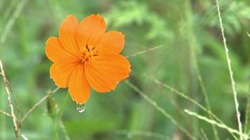 Orange flower, water is dripping from the flower, Garden background concept, beautiful colorful flowers fluttering in the natural wind during daytime.