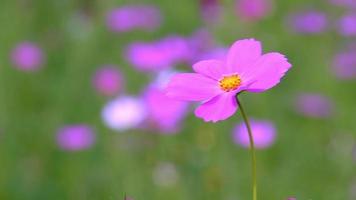 Single purple flower behind blurred focus.Garden background concept, beautiful colorful flowers fluttering in the natural wind during daytime.