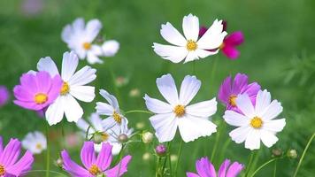 trädgård bakgrund begrepp, skön färgrik blommor fladdrande i de naturlig vind under dagtid. video