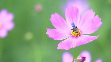 A single purple flower has a bee looking for pollen.Garden background concept, beautiful colorful flowers fluttering in the natural wind during daytime. video