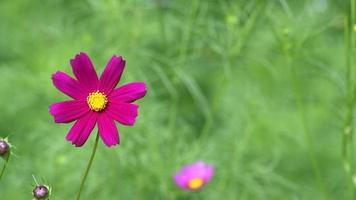 Single purple flower behind blurred focus.Garden background concept, beautiful colorful flowers fluttering in the natural wind during daytime. video