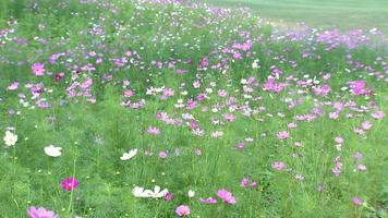 trädgård bakgrund begrepp, skön färgrik blommor fladdrande i de naturlig vind under dagtid. video