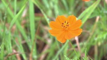 flor naranja única, concepto de fondo de jardín, hermosas flores coloridas revoloteando en el viento natural durante el día. video