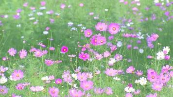 grupp av lila blommor, trädgård bakgrund begrepp, skön färgrik blommor fladdrande i de naturlig vind under dagtid. video