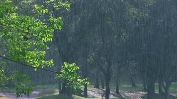 It's raining on the golf course in the sun, there are lots of trees and beauty. video