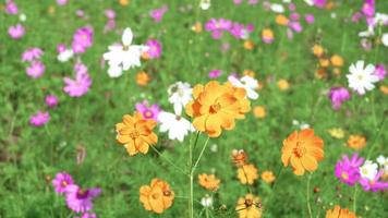 gruppo di giallo fiori a casa giardino, giardino sfondo concetto, bellissimo colorato fiori svolazzanti nel il naturale vento durante giorno. video