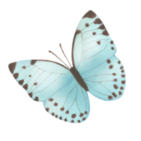 Blue butterfly drawing png