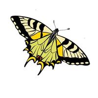 Tiger swallowtail butterfly vector