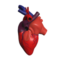 ilustración minimalista del modelo 3d del corazón humano