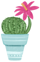 cactus rosa fiore nel un' blu pentola png