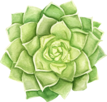 acuarela echeveria png, suculenta. cactus dibujados a mano. para tarjeta de felicitación con deseos, invitación de boda y anuncio de eventos, tarjeta de visita, etiqueta, guardar con fecha. png