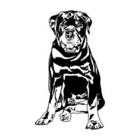 Rottweiler puppy dog vector