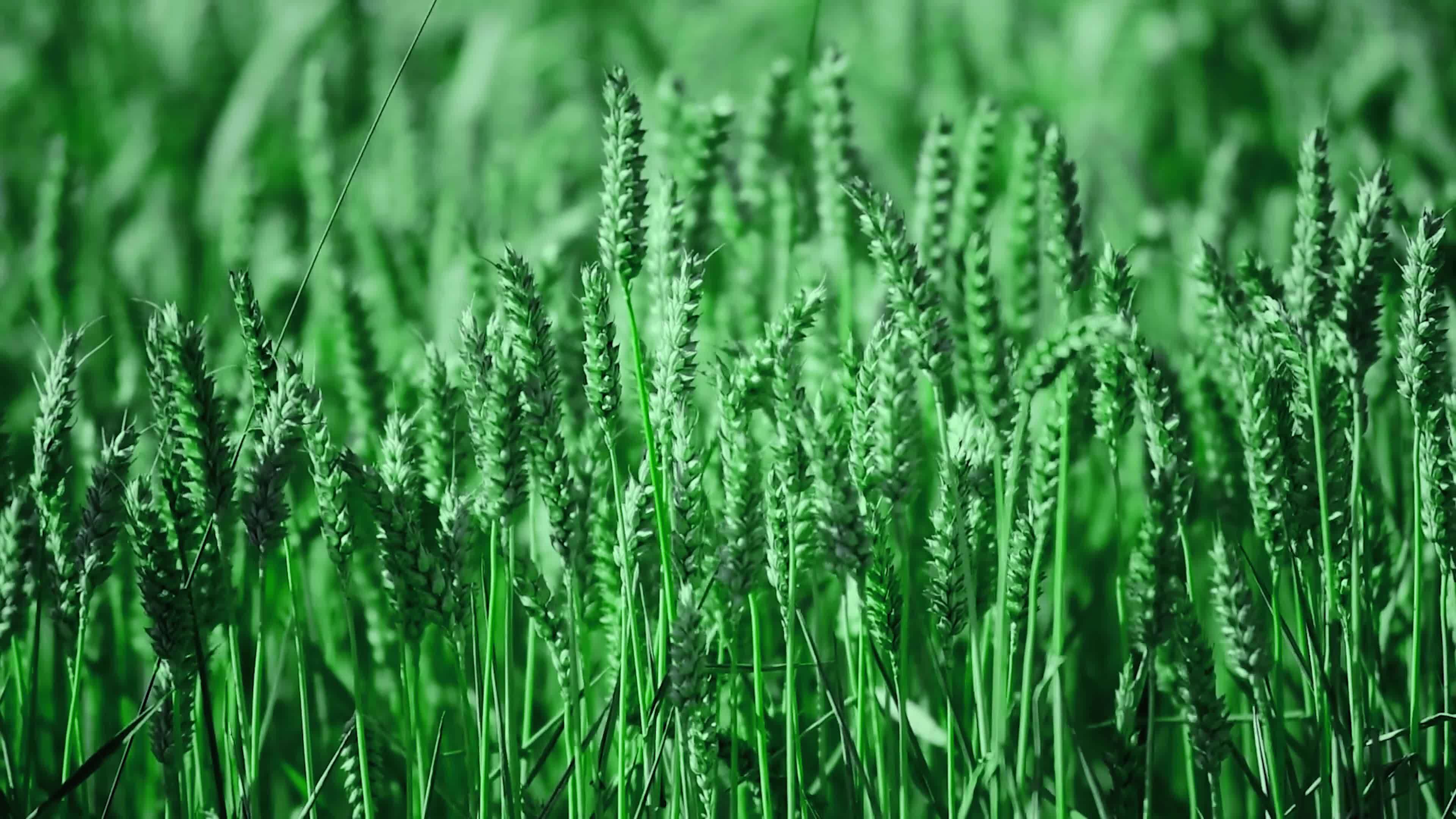 Cultivation of green wheat fields .Cereal land, agricultural industry