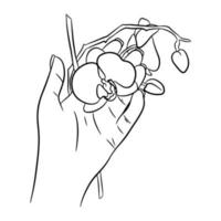 orquídea floreciente en la mano. dibujo de contorno, arte lineal vector