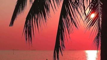 sunset on the sea back silhouette coconut leaves and red orange sky background video