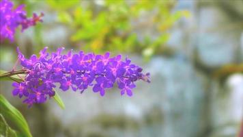 flor de orquídea violeta floreciendo y hojas verdes amarillas y fondo de cascada azul borroso en el verano video