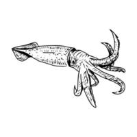 calamar dibujo a mano ilustración vintage grabado sobre fondo blanco vector